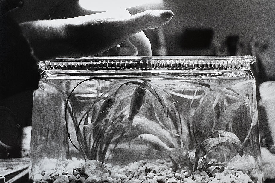 Auf dem Bild ist Susan Lamèrs Hand zu sehen, die in einen ein kleines Aquarium greift. Ein Fisch berührt mit seinem Maul ihren Finger.